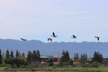 flying birds in sky.Pelicans flying over the Pacific Ocean, Monterey, California