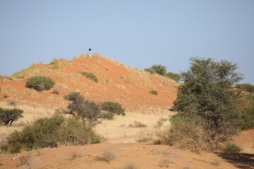 Beacon on top of a red Kalahari Desert sand dune