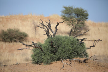 Obraz premium Interesting tree trying to grow in the Kalahari Desert