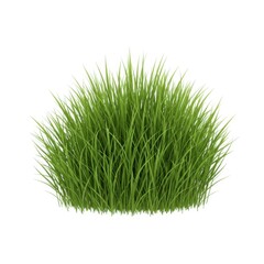 Lush green grass tuft isolated on white background