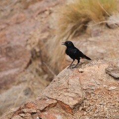 Pale-winged starling perched on a large rock while looking for food