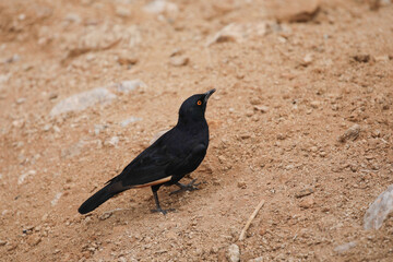 Pale-winged starling looking for food on arid ground