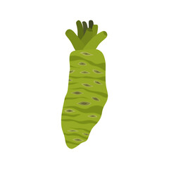 fresh wasabi root flat design vector illustration isolated on white background. Can use for asian food, spice spicy, asia herb, japan, vegetable. raw wasabi for japanese food Condiments for sushi
