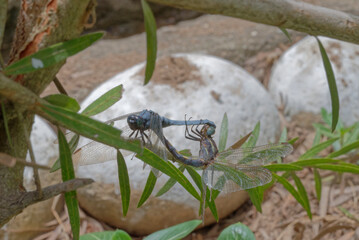 Close-up of dragonfly mating