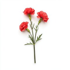 Obraz premium A bouquet of red carnations, isolate on white background.