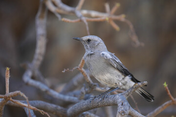 Mountain wheatear at a tree while looking for food