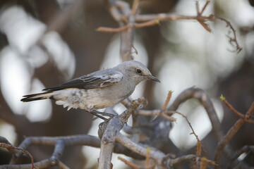 Mountain wheatear at a tree while looking for food