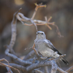 Mountain wheatear at a tree while looking for food