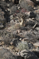 Tree growing at the base of a arid mountain