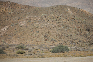 Plant growing in arid ground in front of arid landscape
