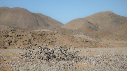 Plant growing in arid ground in front of arid landscape