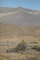 Plant growing in arid ground in front of arid landscape