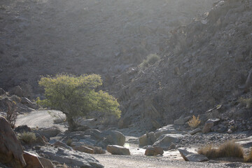 Tree growing at the base of a arid mountain