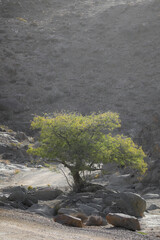Tree growing at the base of a arid mountain