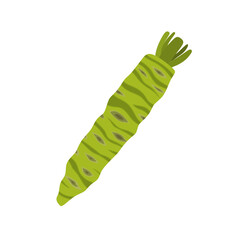 fresh wasabi root flat design vector illustration isolated on white background. Can use for asian food, spice spicy, asia herb, japan, vegetable. raw wasabi for japanese food Condiments for sushi