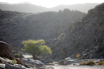 Tree growing at the base of a arid mountain