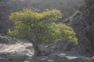 Tree growing at the base of a arid mountain