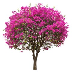 Fototapeta premium Vibrant pink bougainvillea tree isolated on white background