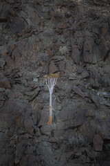 Rare quiver tree growing at a rocky arid mountain