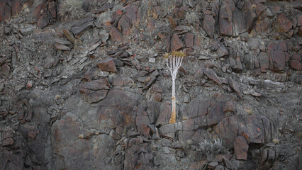 Rare quiver tree growing at a rocky arid mountain