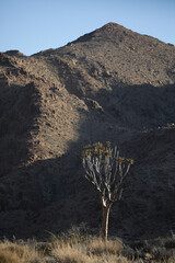 Rare quiver tree growing at a rocky arid mountain
