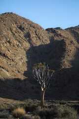 Rare quiver tree growing at a rocky arid mountain