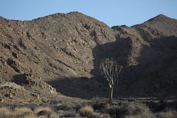 Rare quiver tree growing at a rocky arid mountain