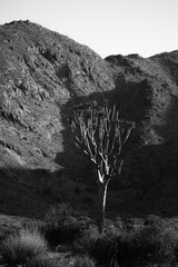 Rare quiver tree growing at a rocky arid mountain