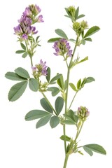 medicago sativa isolated on white