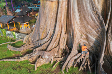Aerial view on 700 Years old Bayan Ancient Tree with active lifestyle travel people seating on big...