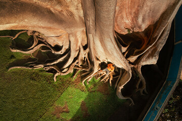 Aerial view on 700 Years old Bayan Ancient Tree with active lifestyle travel people seating on big...