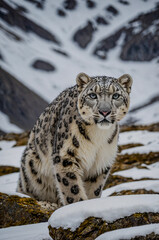 Obraz premium snow leopard in the snow