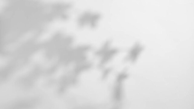 plant leaves sunlight natural shadow overlay on white wall background	
