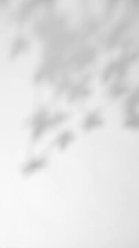 plant leaves sunlight natural shadow overlay on white wall background	

