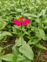 pink flower in the garden