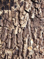 tree bark texture