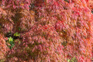 Japanese maple tree in autumn with delicate red and orange leaves illuminated by sunlight creating a vibrant natural texture suitable as a background or seasonal design element