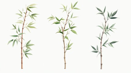 Fototapeta premium Bamboo Branches Set.