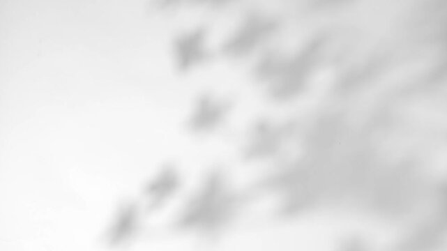 plant leaves sunlight natural shadow overlay on white wall background	
