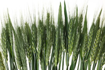 Beautiful green wheat spikes on white background