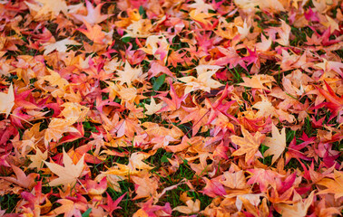 Autumn leaves fall and form a beautiful background