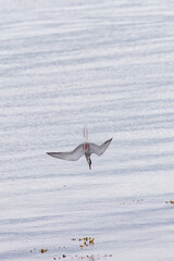 Common tern diving into the water