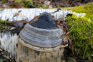 Europa, Deutschland, Mecklenburg-Vorpommern, Mecklenburgische Seenplatte, Müritz Nationalpark, Zunderschwamm (Fomes fomentarius) an einem Birkenstamm, Baumpilz