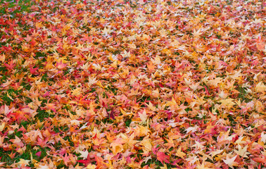 the beautiful colors of autumn