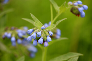 Flowers of rough comfrey on a green meadow. Medicinal plants, herbal medicine