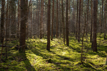 Fototapeta premium Europa, Deutschland, Mecklenburg-Vorpommern, Mecklenburgische Seenplatte, Müritz Nationalpark, Kiefernwald, Waldboden mit Moosen und Flechten