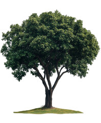 Beautiful, large tree isolated on a transparent background