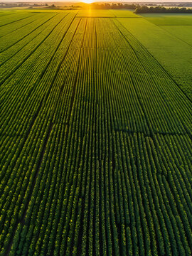 Aerial - Vibrant Sunset over Crops on Agricultural Farm Land, Rising Drone View
