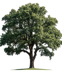 A realistic photograph of an oak tree on a transparent background