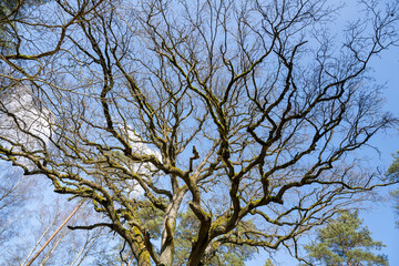 Stieleiche (Quercus robur), Baumkrone, 700 Jahre alt, Naturdenkmal, Müritz Nationalpark, Mecklenburgische Seenplatte, Mecklenburg, Mecklenburg-Vorpommern, Deutschland, Europa